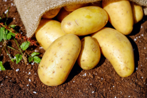 Raw Potatoes in Sack